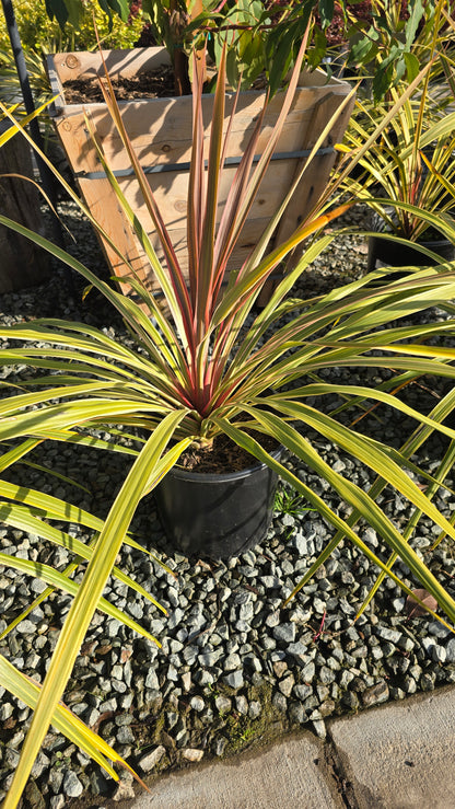 Cordyline Can Can Bush 5 gallon pot - Get similar - 🪴 Voelk Art & Plants Inc 🪴