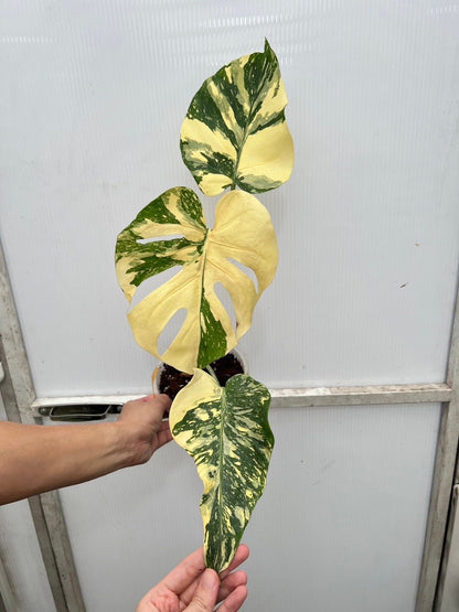Creme Brulee Monstera Roots in Moss - Rare, get Similar - 🪴 Voelk Art & Plants Inc 🪴