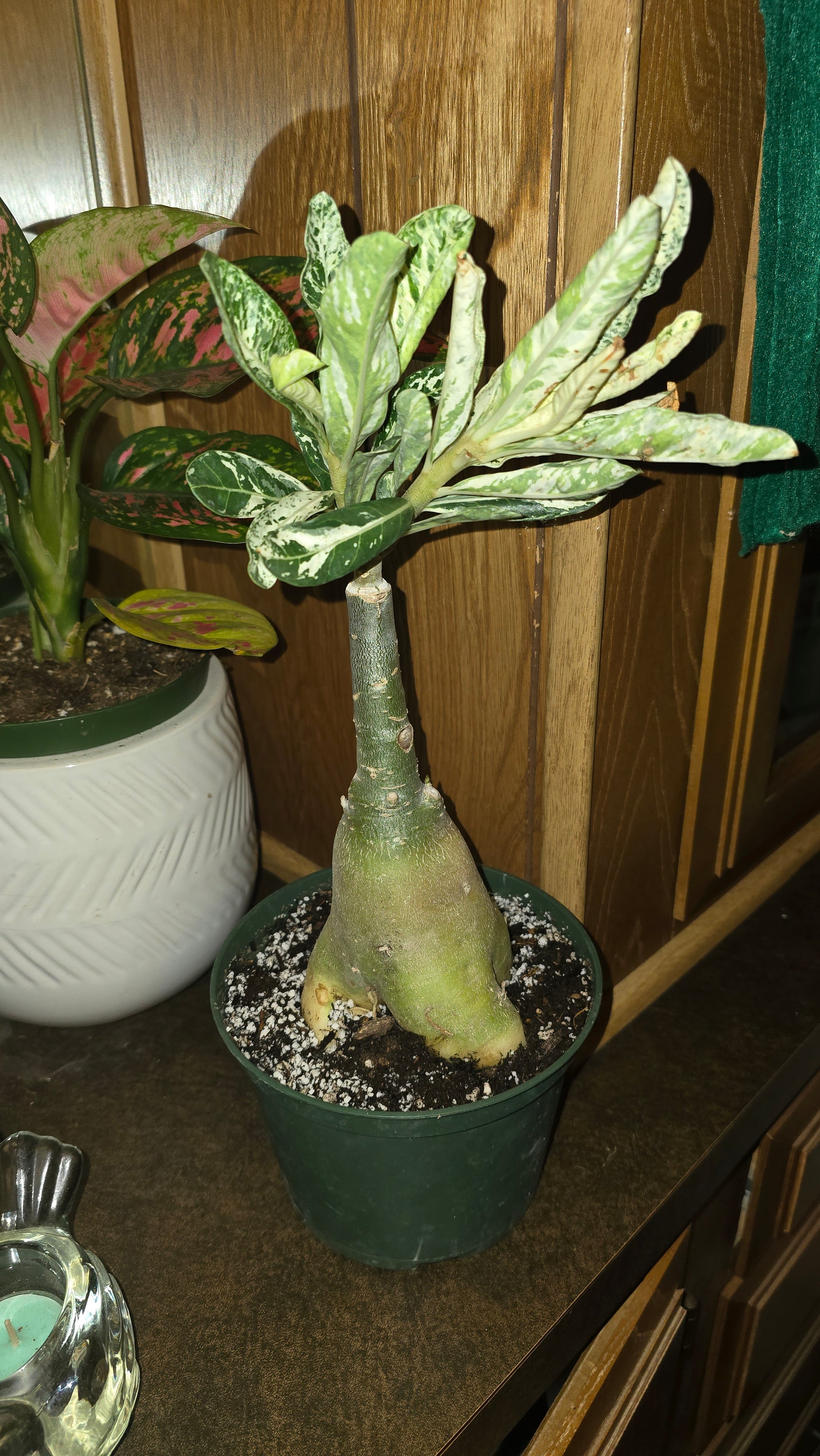 Desert Rose Adenium Albo obesum Variegated - Root in moss/planted - Exact Plant - 🪴 Voelk Art & Plants Inc 🪴