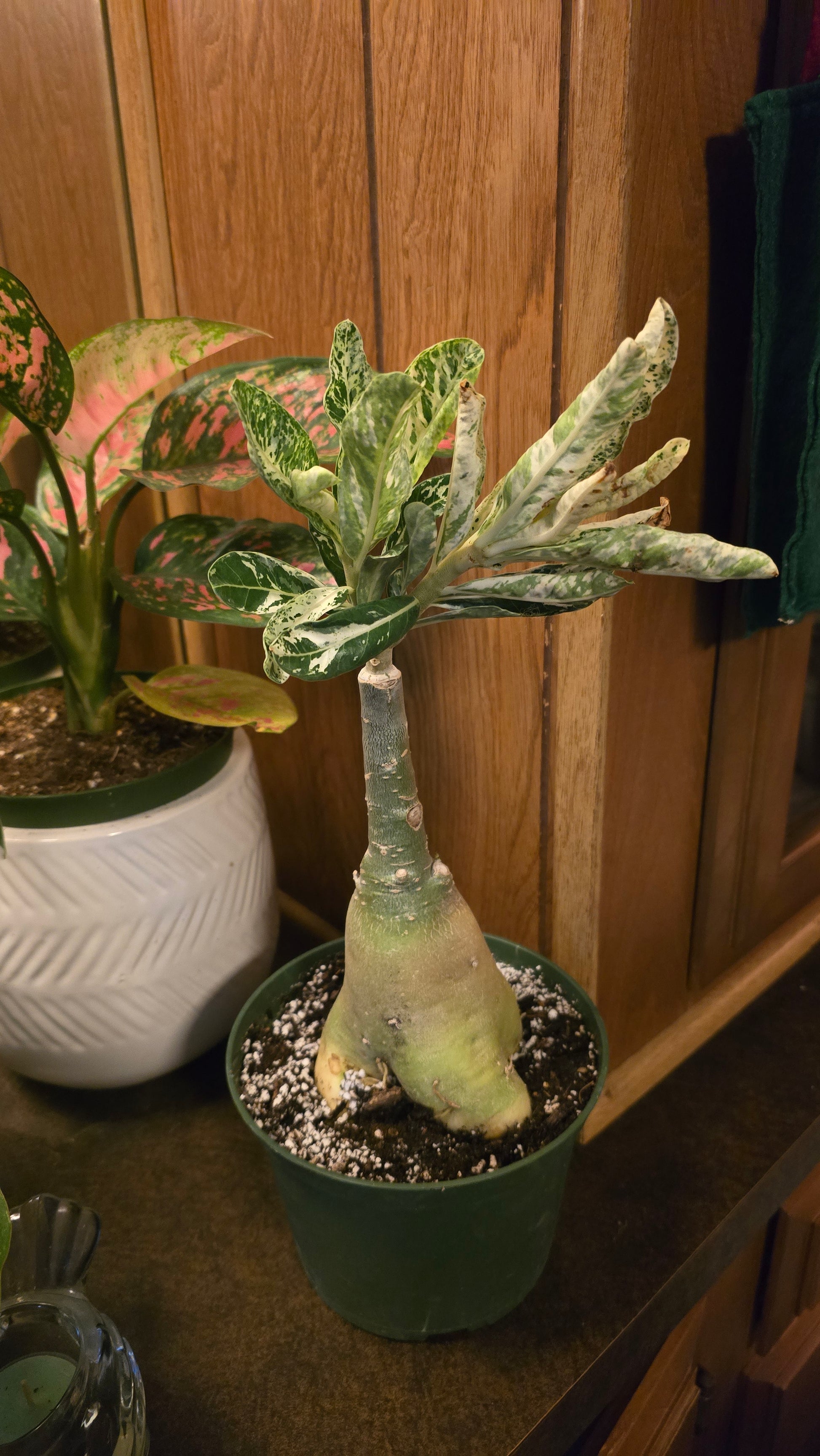 Desert Rose Adenium Albo obesum Variegated - Root in moss/planted - Exact Plant - 🪴 Voelk Art & Plants Inc 🪴