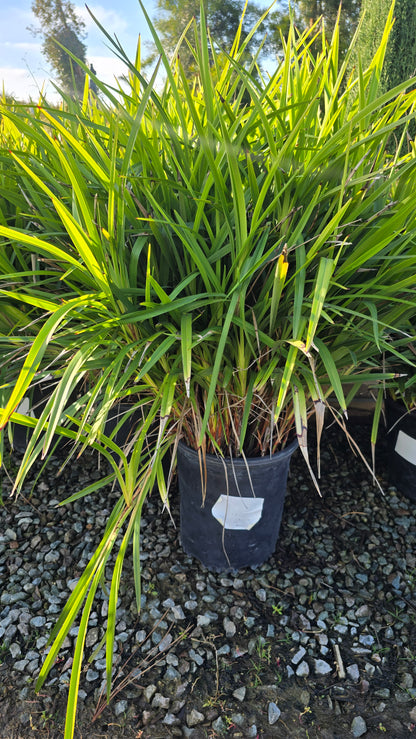 Dianella caerulea 'Little Becca on 5 gallon pot - Get similar - 🪴 Voelk Art & Plants Inc 🪴