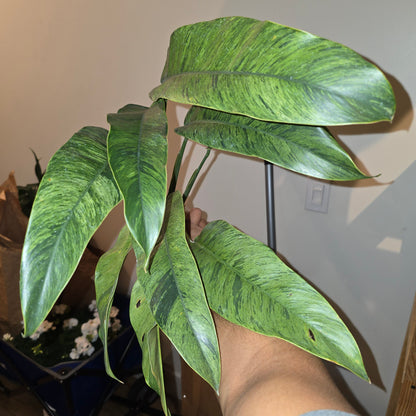 Epipremnum Giganteum Marble Variegated-  get similar - 🪴 Voelk Art & Plants Inc 🪴