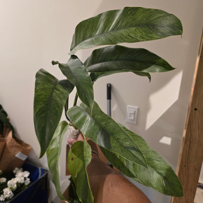 Epipremnum Giganteum Marble Variegated-  get similar - 🪴 Voelk Art & Plants Inc 🪴