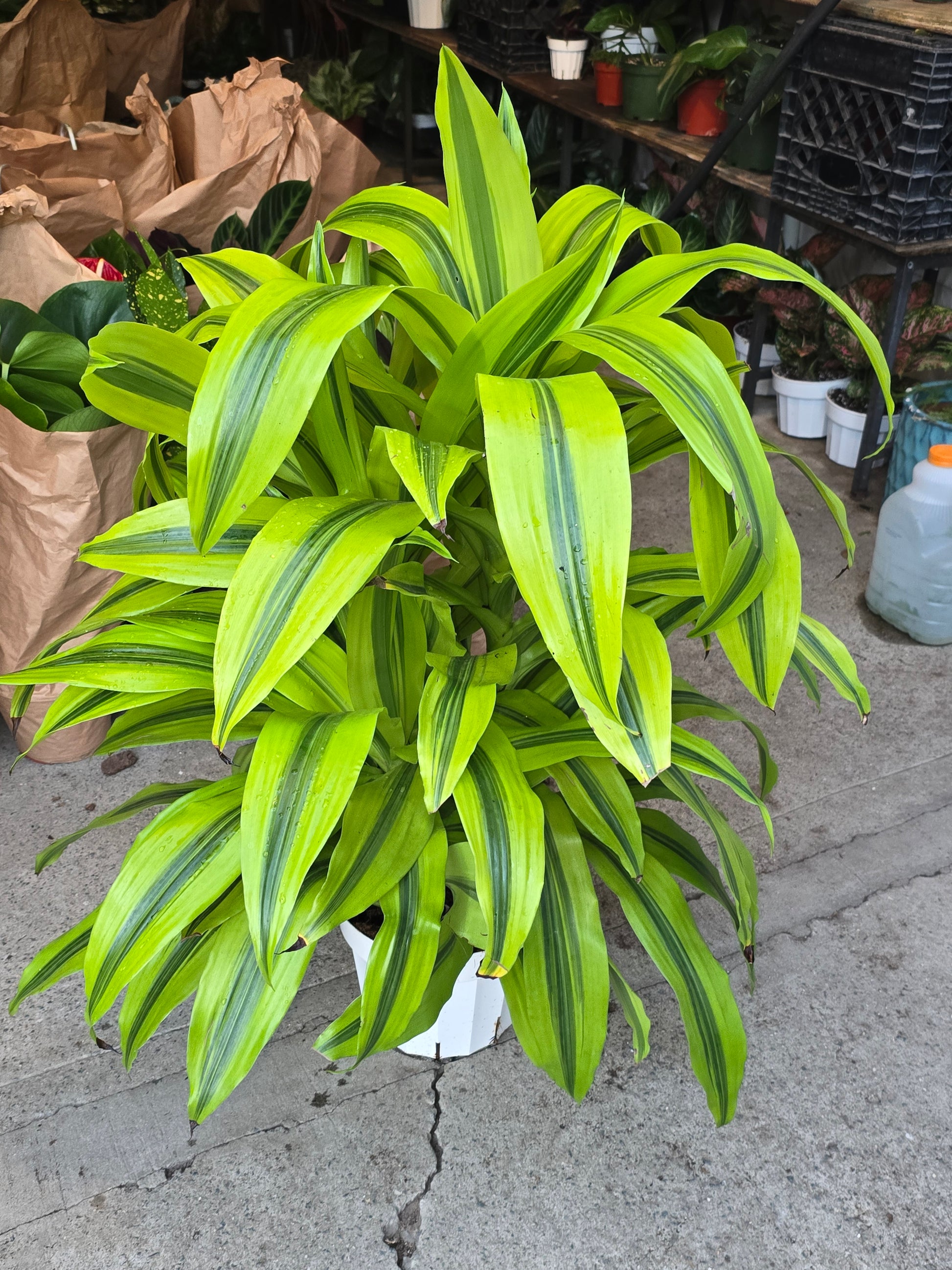 dracaena gold Gold Dracaena (Dracaena sanderiana 'Gold') Elegant Indoor in inch Pot