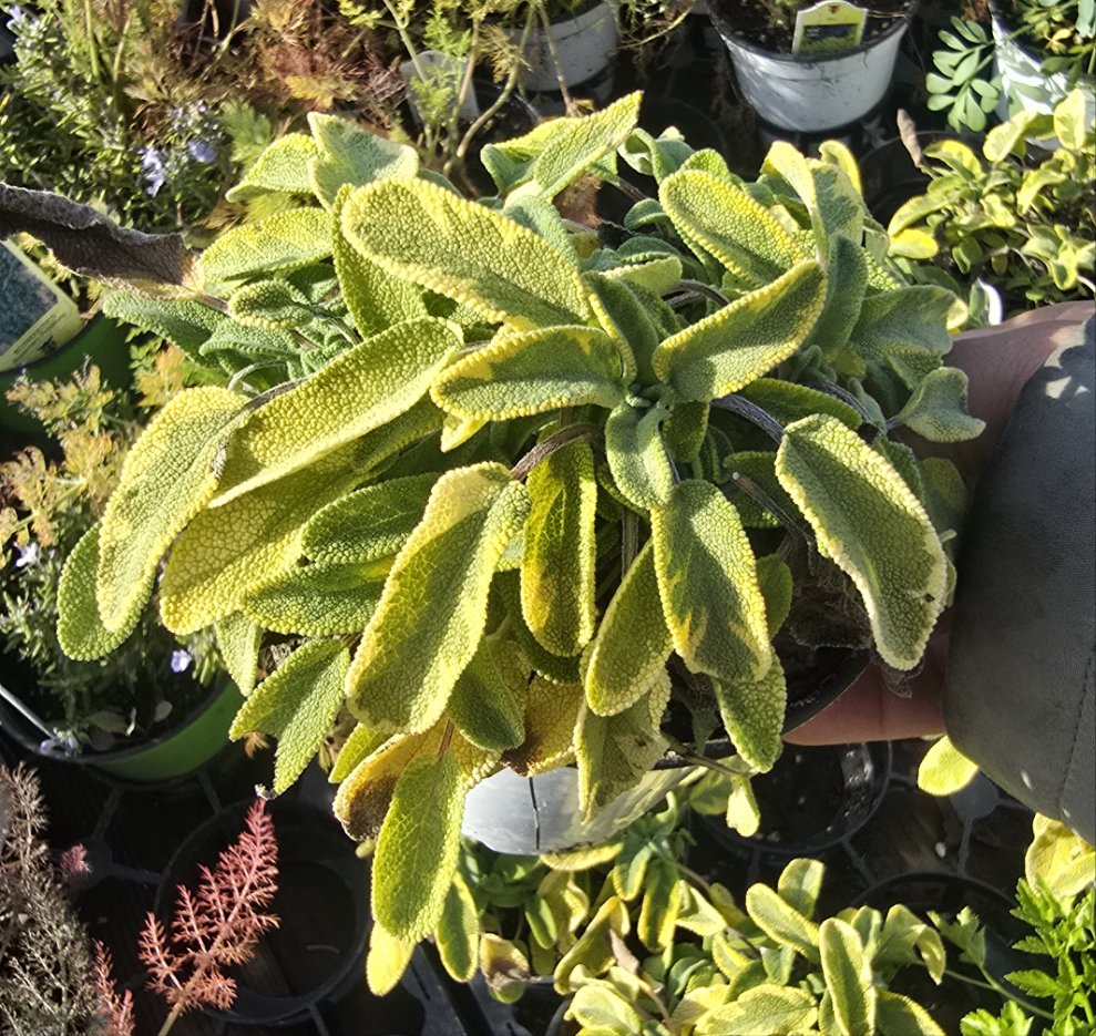 GOLDEN SAGE 'Icterina' in 4 inch pot- Get similar - 🪴 Voelk Art & Plants Inc 🪴