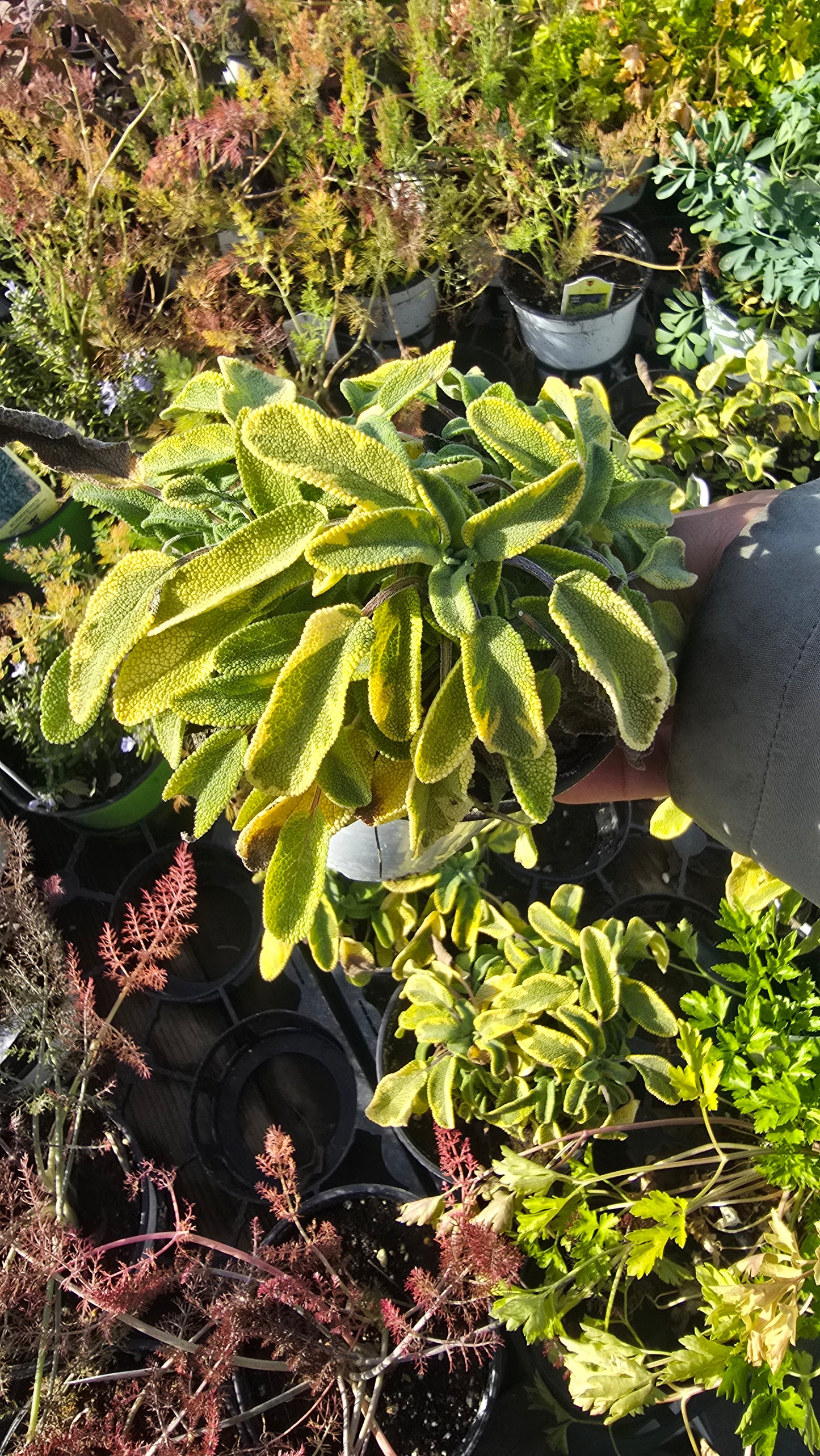 GOLDEN SAGE 'Icterina' in 4 inch pot- Get similar - 🪴 Voelk Art & Plants Inc 🪴