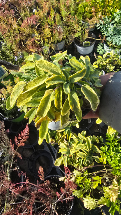GOLDEN SAGE 'Icterina' in 4 inch pot- Get similar - 🪴 Voelk Art & Plants Inc 🪴