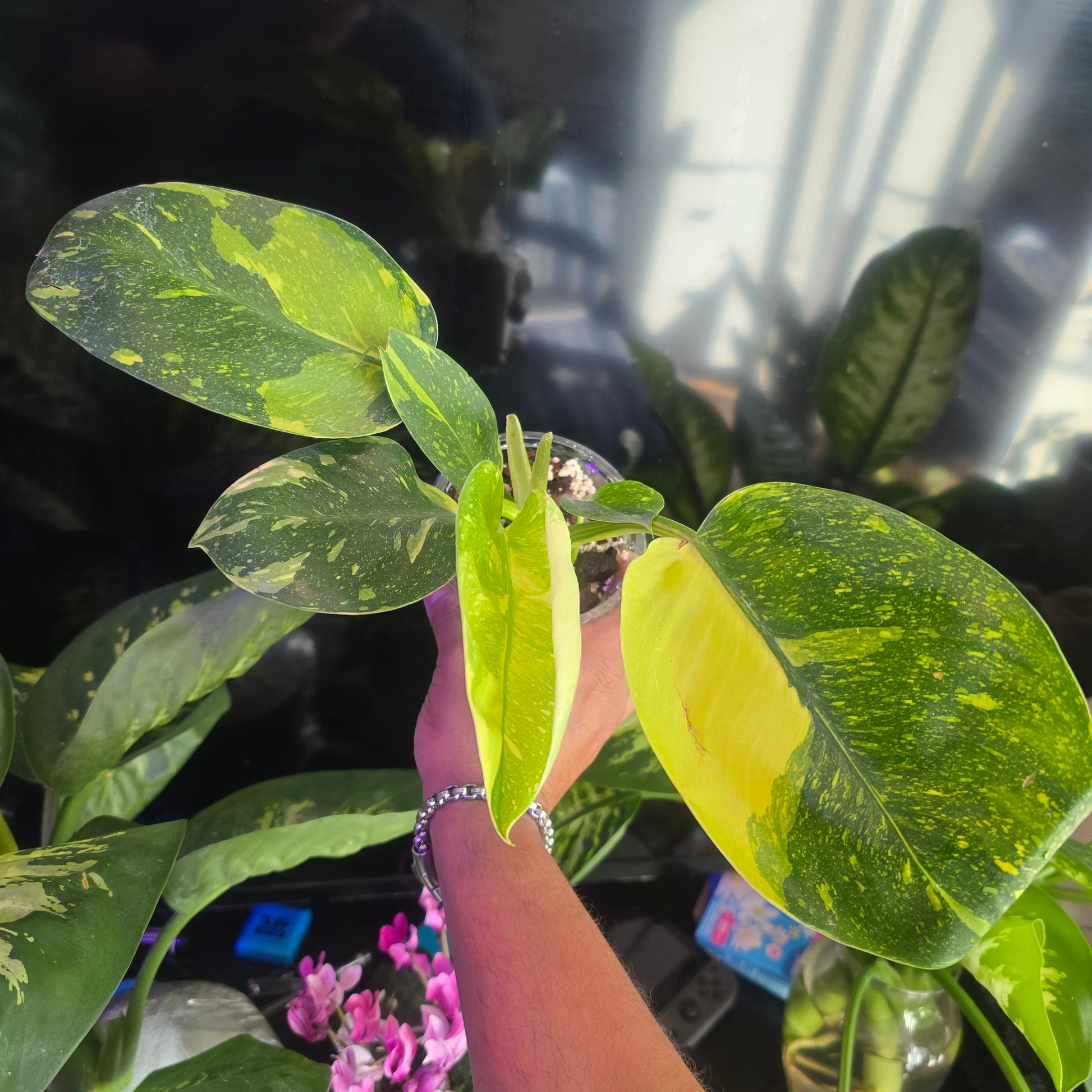 Green Congo Mable Hybrid Variegated Philodendron in 4 inch pot,  exact plant Feb 20 - 🪴 Voelk Art & Plants Inc 🪴
