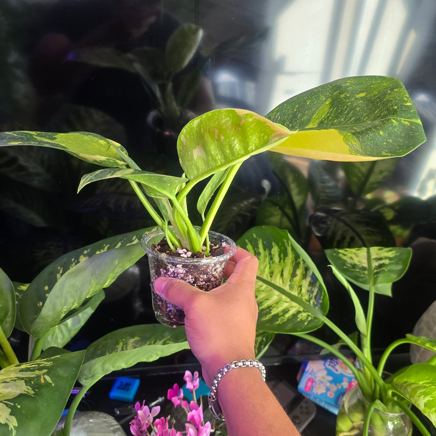 Green Congo Mable Hybrid Variegated Philodendron in 4 inch pot,  exact plant Feb 20 - 🪴 Voelk Art & Plants Inc 🪴
