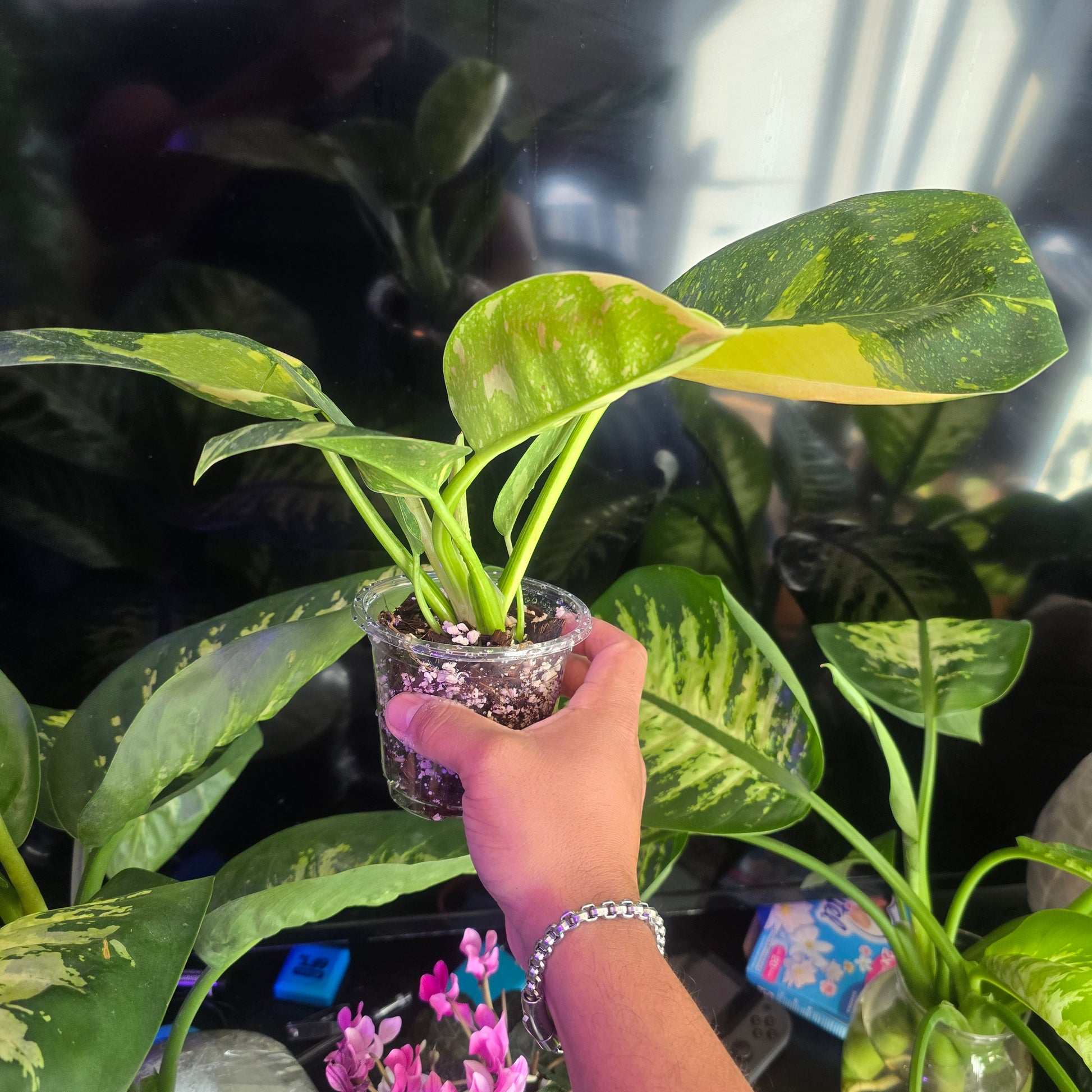 Green Congo Mable Hybrid Variegated Philodendron in 4 inch pot,  exact plant Feb 20 - 🪴 Voelk Art & Plants Inc 🪴