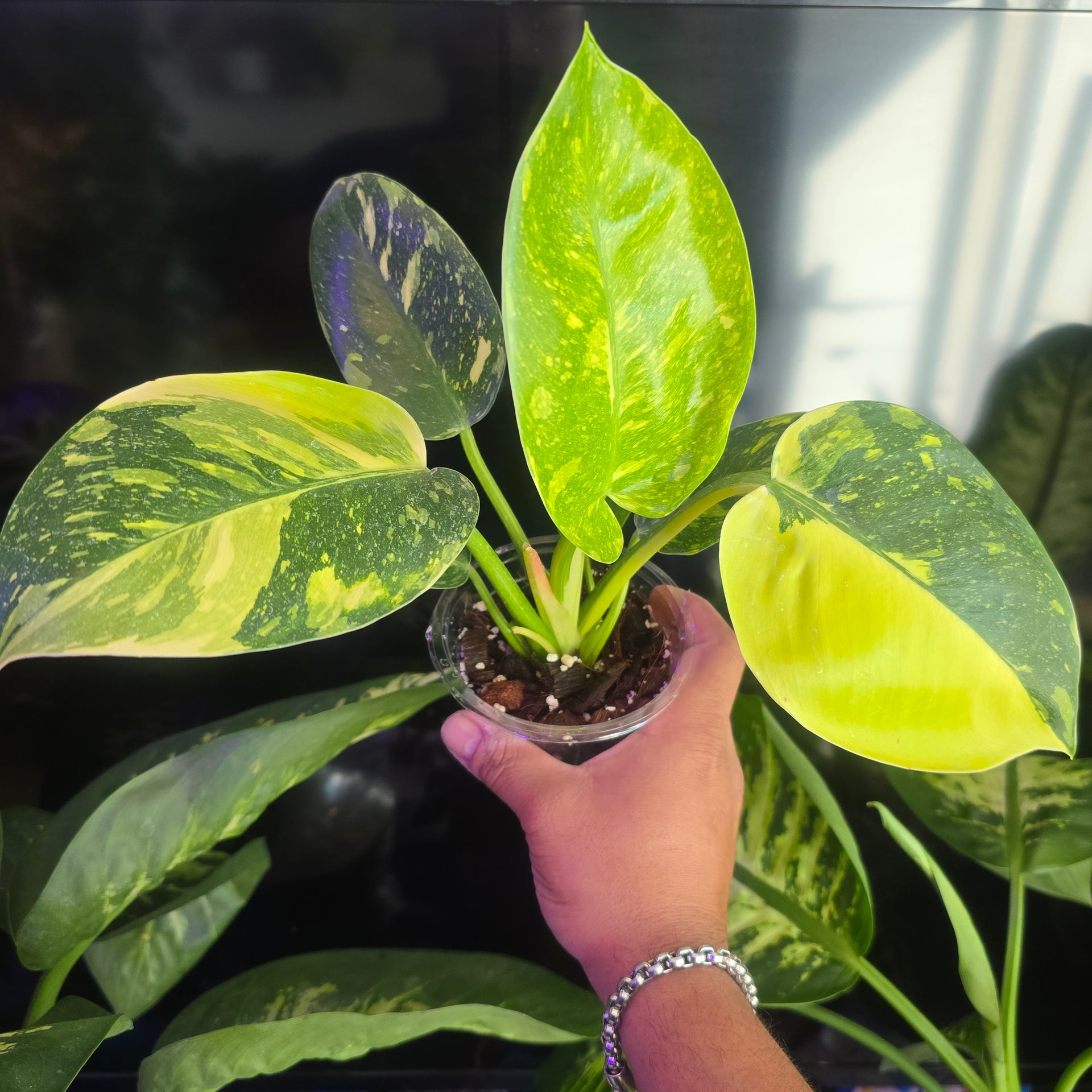 philodendron marble variegated Green Congo Marble Hybrid Variegated Philodendron in 4 inch pot