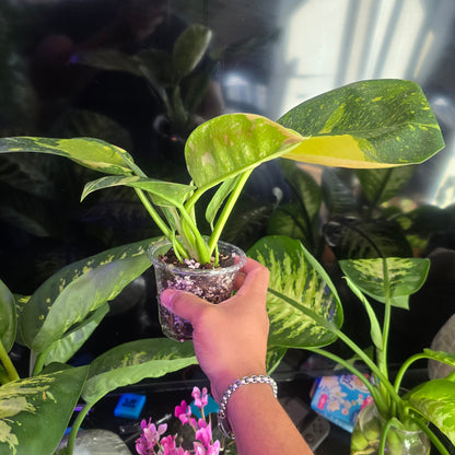 Green Congo Marble Variegated Hybrid, Root in moss, get similar - 🪴 Voelk Art & Plants Inc 🪴