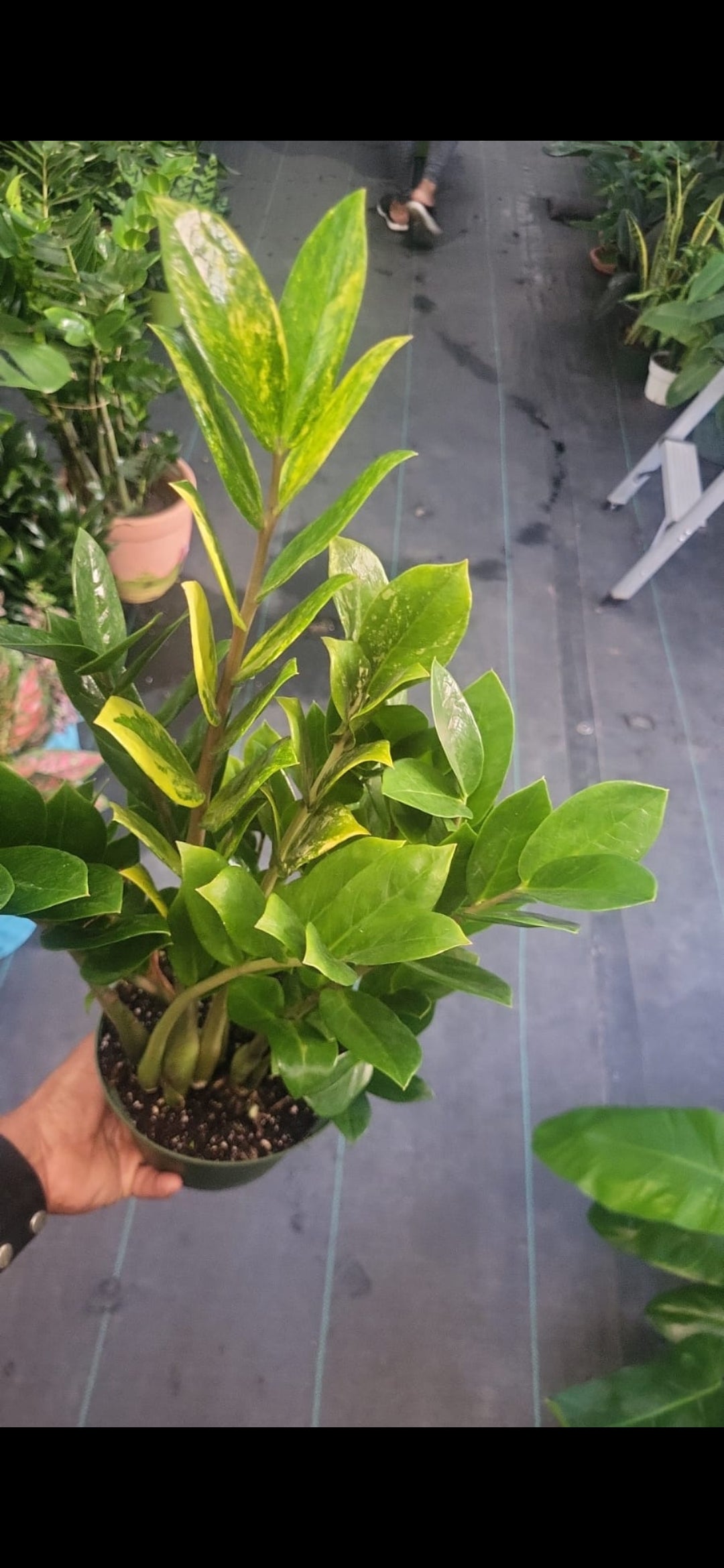 Green Variegated Aurea ZZ plant Indoor Plant Air Purifier Rare Plant-in 6 inch pot - Get Similar - 🪴 Voelk Art & Plants Inc 🪴