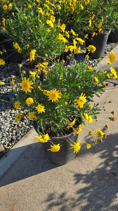 Haplopappus glutinosus on 5 gallon pot - Get similar - 🪴 Voelk Art & Plants Inc 🪴