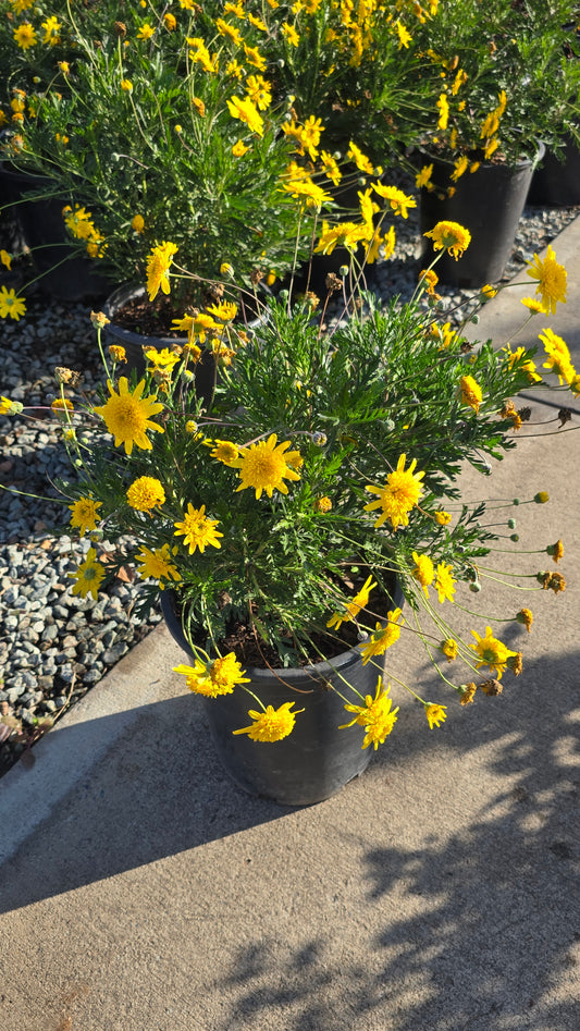 Haplopappus glutinosus on 5 gallon pot - Get similar - 🪴 Voelk Art & Plants Inc 🪴