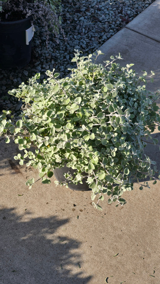 Helichrysum 'White Licorice' 5 gallon pot - Get similar - 🪴 Voelk Art & Plants Inc 🪴