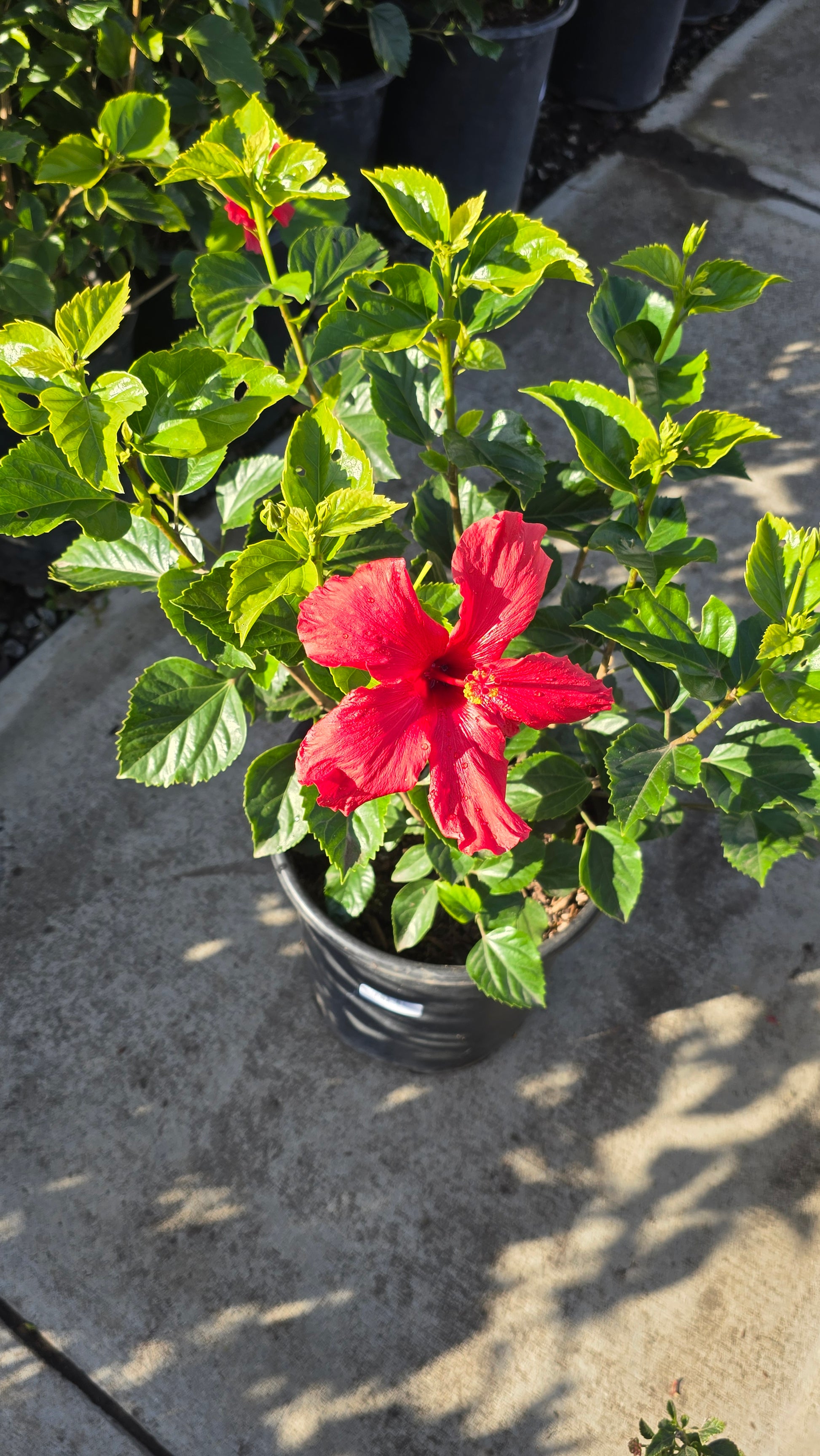 hibiscus house plants Hibiscus Rosa-sinensi Red on 5 gallon pot