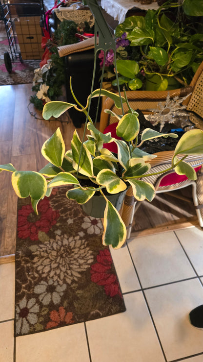 Hoya Abovada Variegated 6 inch pot Easy Care low water - Get similar - 🪴 Voelk Art & Plants Inc 🪴