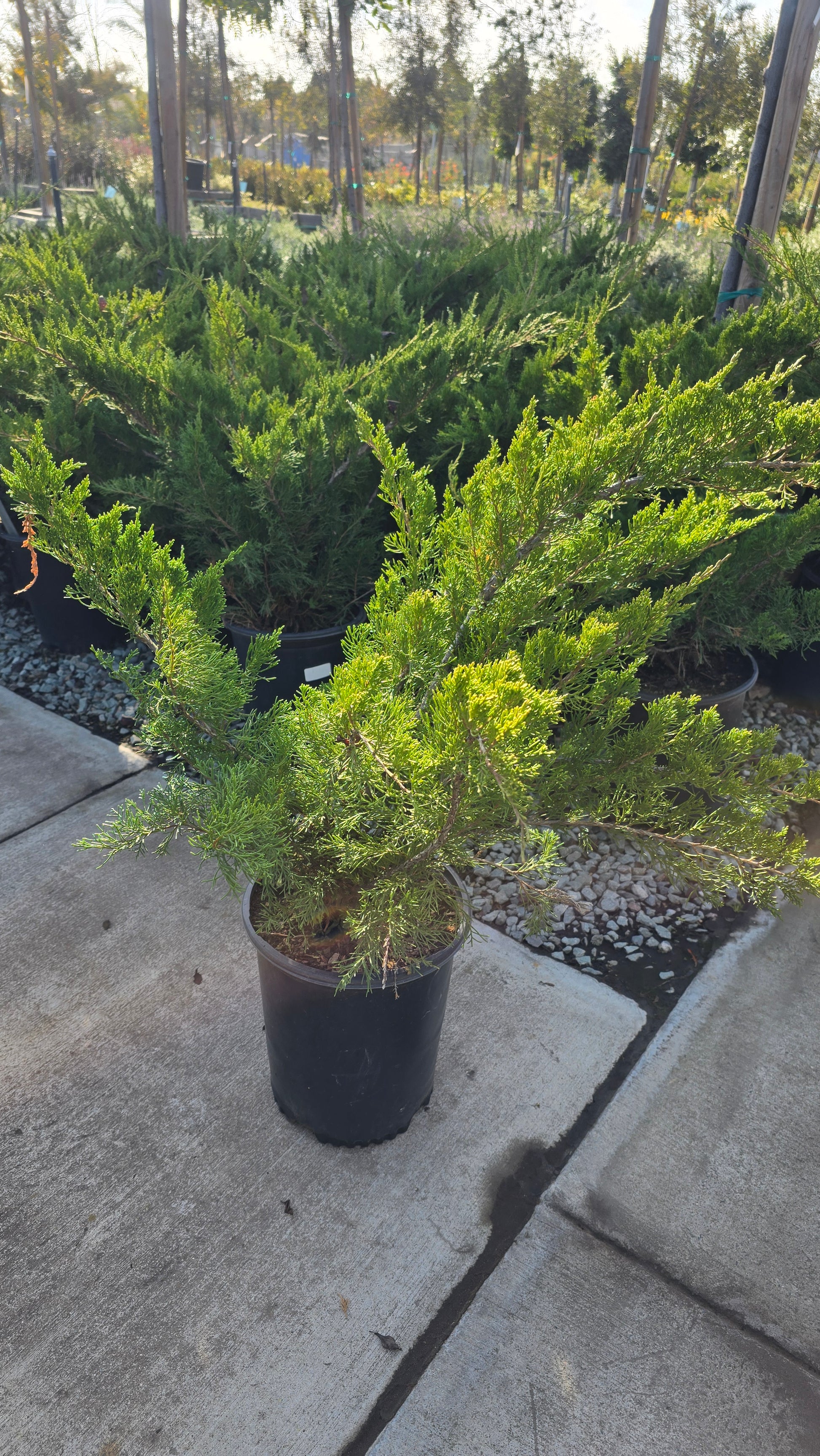 Juniperus chinensis 'Sea Green' 5 gallon pot - Get similar - 🪴 Voelk Art & Plants Inc 🪴