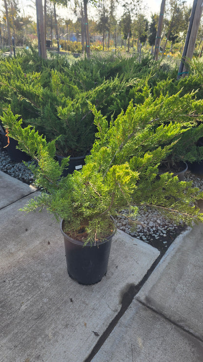 Juniperus chinensis 'Sea Green' 5 gallon pot - Get similar - 🪴 Voelk Art & Plants Inc 🪴