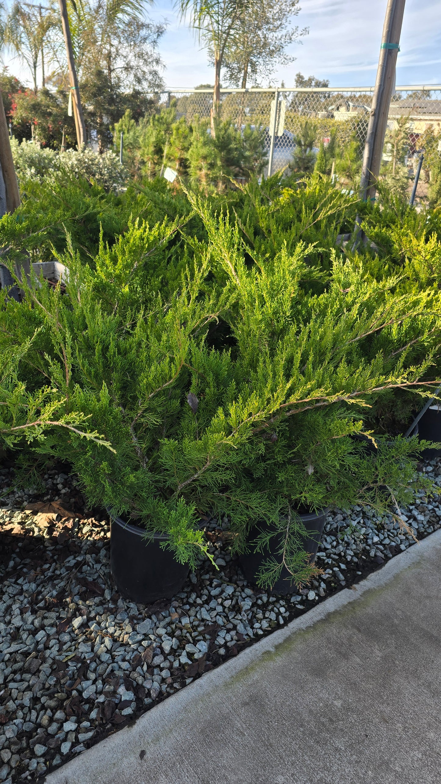 Juniperus chinensis 'Sea Green' 5 gallon pot - Get similar - 🪴 Voelk Art & Plants Inc 🪴