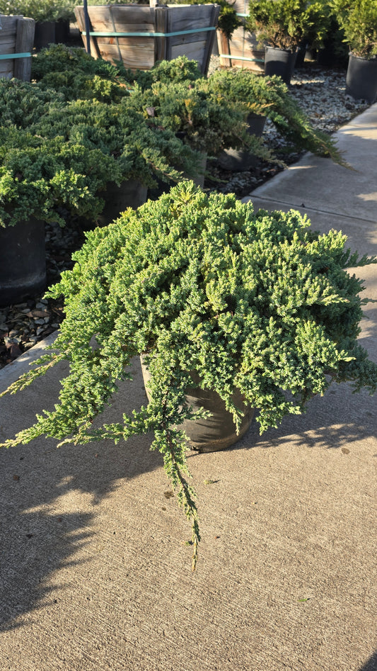 Juniperus Procumbens 'Nana 5 gallon pot - Get similar - 🪴 Voelk Art & Plants Inc 🪴