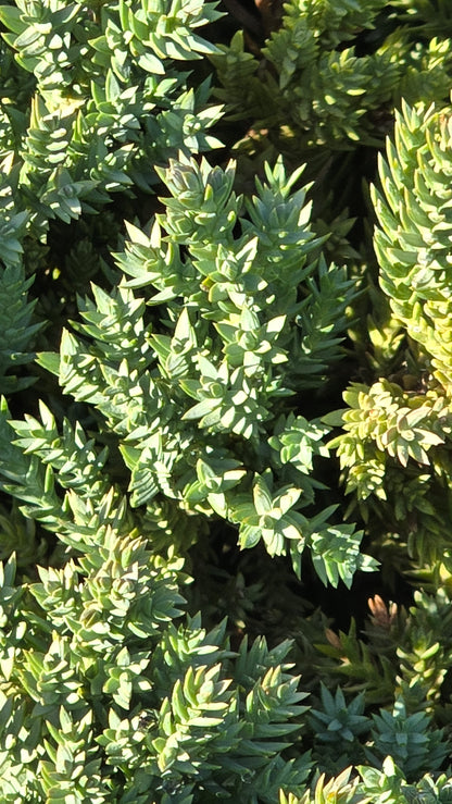 Juniperus Procumbens 'Nana 5 gallon pot - Get similar - 🪴 Voelk Art & Plants Inc 🪴
