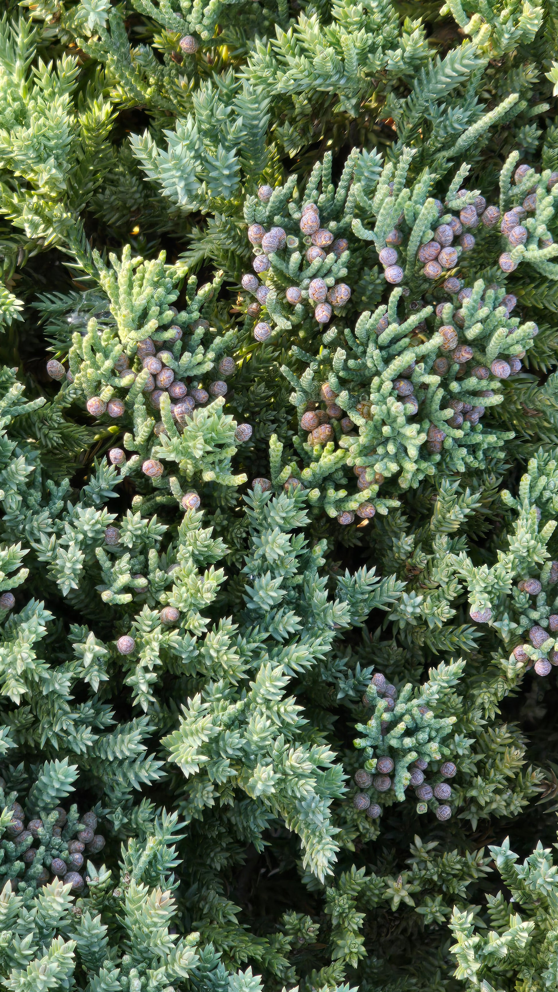 Juniperus Procumbens 'Nana 5 gallon pot - Get similar - 🪴 Voelk Art & Plants Inc 🪴