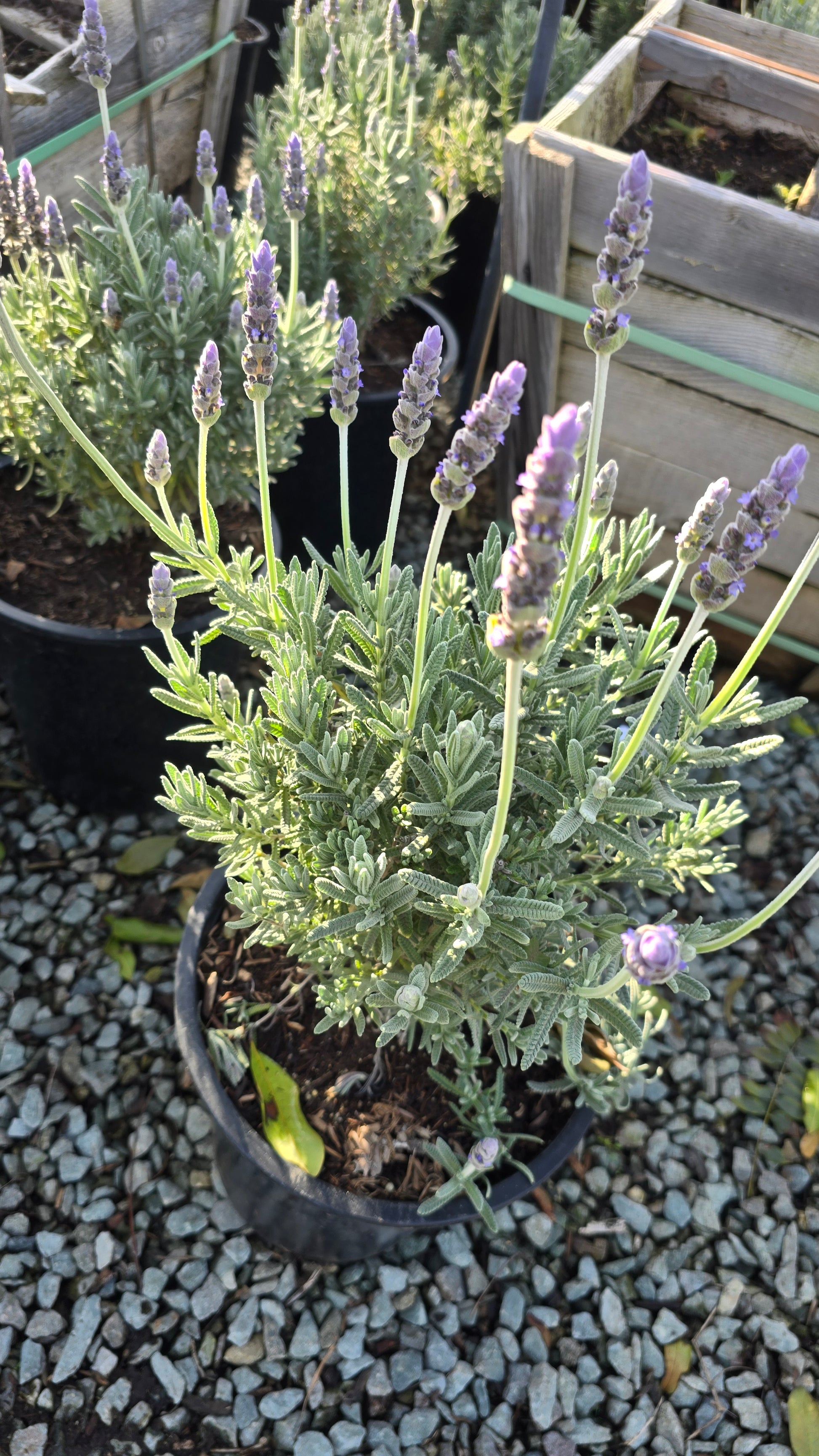 house plants lavender Lavandula Dentata Lavander Bush 5 gallon pot - Get similar