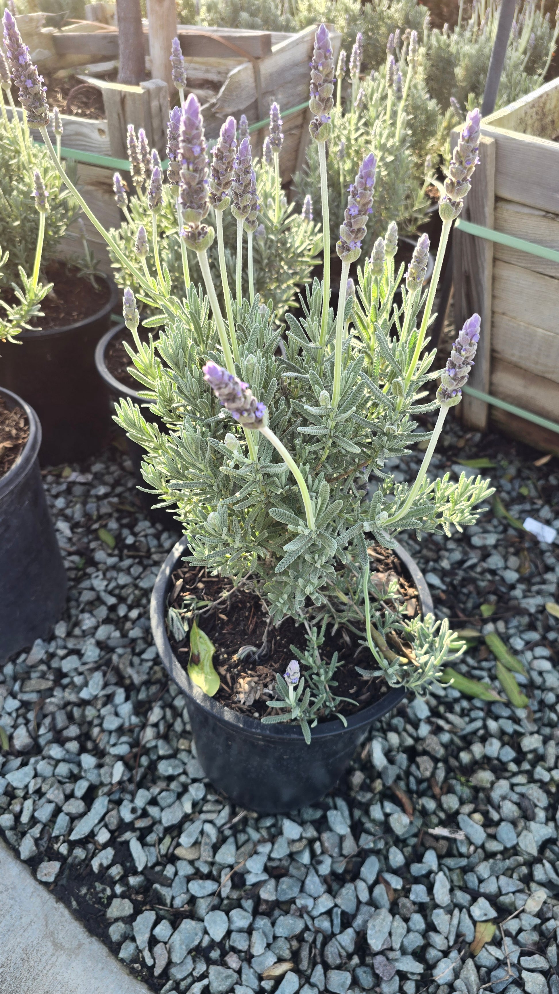 5 gallon lavender plants Lavandula Dentata Lavander Bush 5 gallon pot
