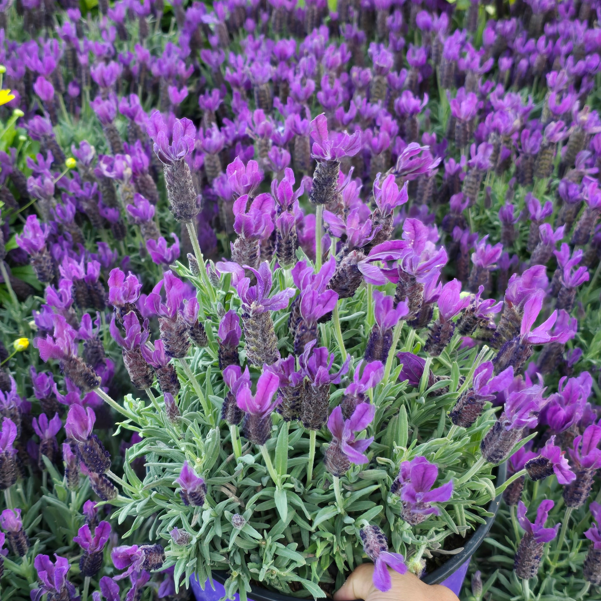 lavender plant for house Lavandula stoechas, commonly known as Spanish or French lavender 8 inc