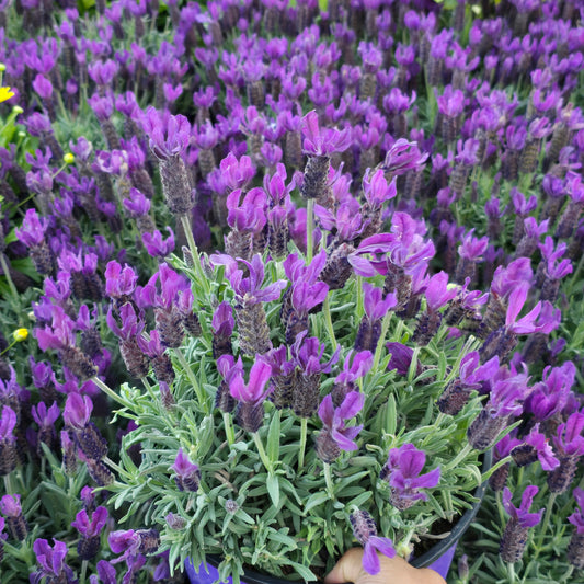 Lavandula Dentata Lavander fully flowered 2 gallon pot - Get similar - 🪴 Voelk Art & Plants Inc 🪴