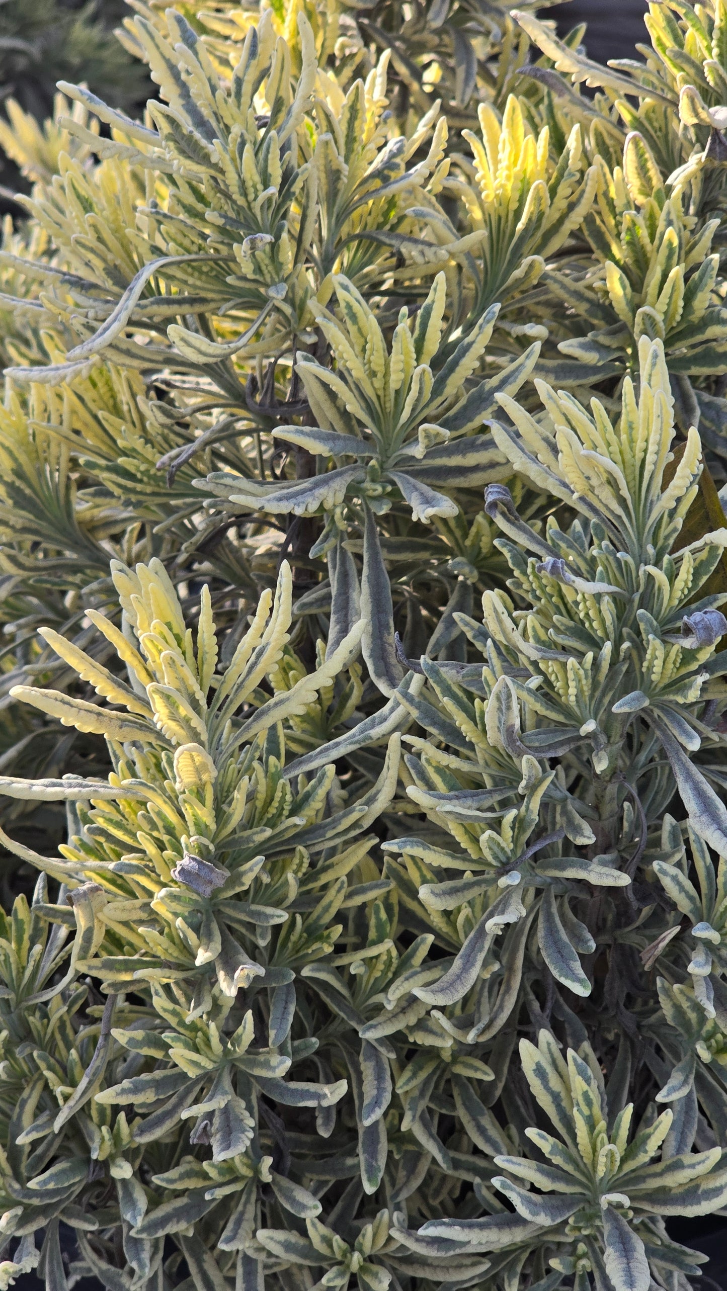 Lavandula 'Meerlo' 5 gallon pot - Get similar - 🪴 Voelk Art & Plants Inc 🪴