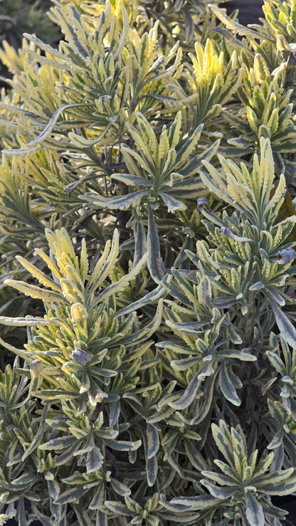 Lavandula 'Meerlo' 5 gallon pot - Get similar - 🪴 Voelk Art & Plants Inc 🪴