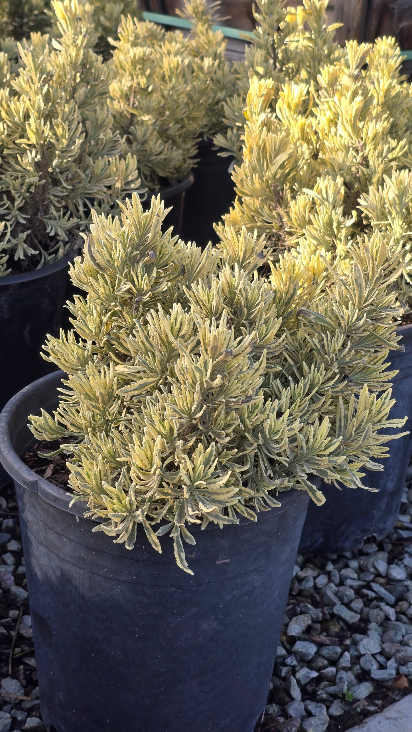 Lavandula 'Meerlo' 5 gallon pot - Get similar - 🪴 Voelk Art & Plants Inc 🪴