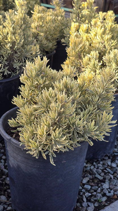 Lavandula 'Meerlo' 5 gallon pot - Get similar - 🪴 Voelk Art & Plants Inc 🪴
