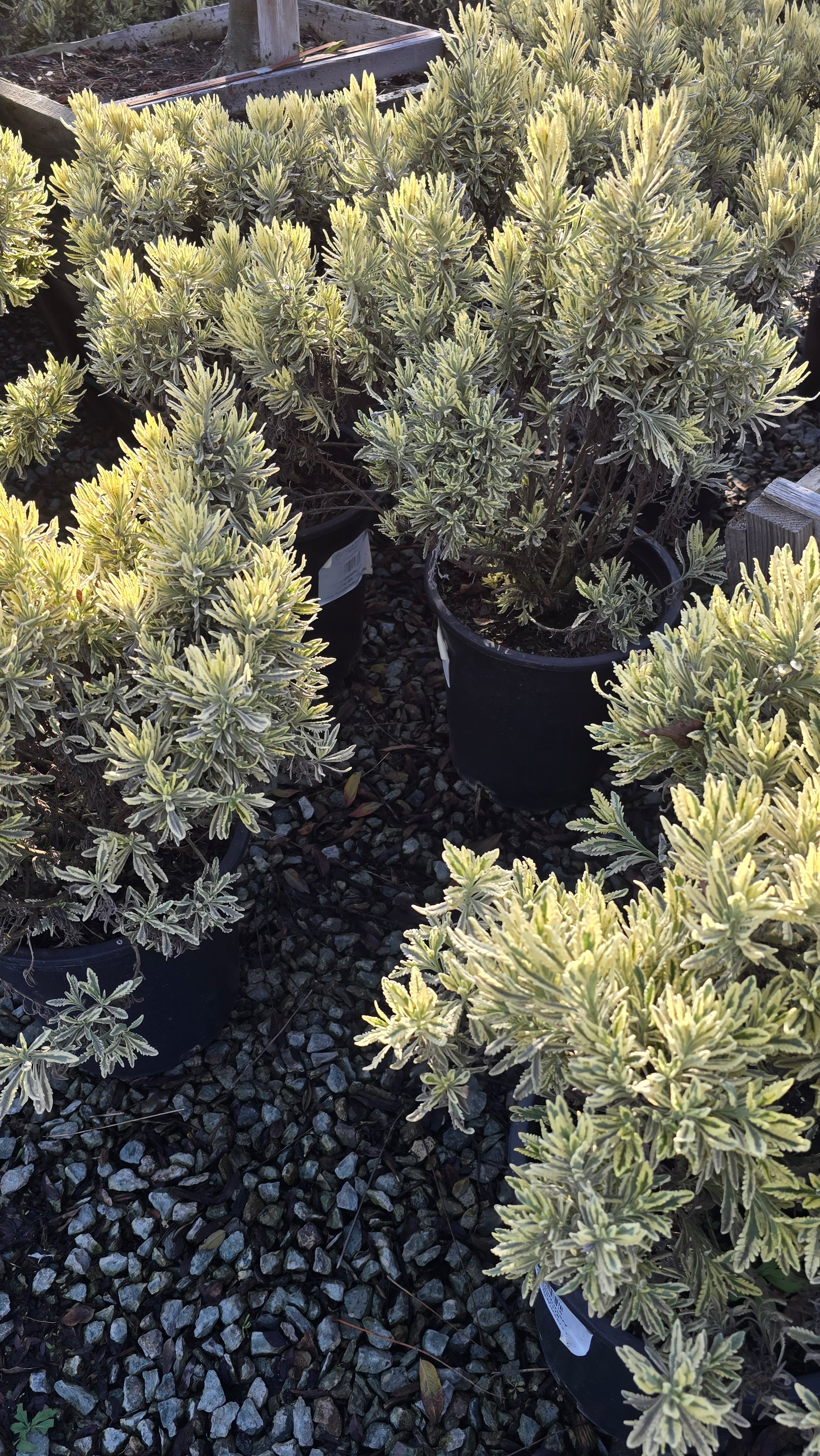 Lavandula 'Meerlo' 5 gallon pot - Get similar - 🪴 Voelk Art & Plants Inc 🪴