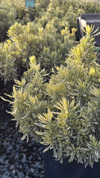 Lavandula 'Meerlo' 5 gallon pot - Get similar - 🪴 Voelk Art & Plants Inc 🪴