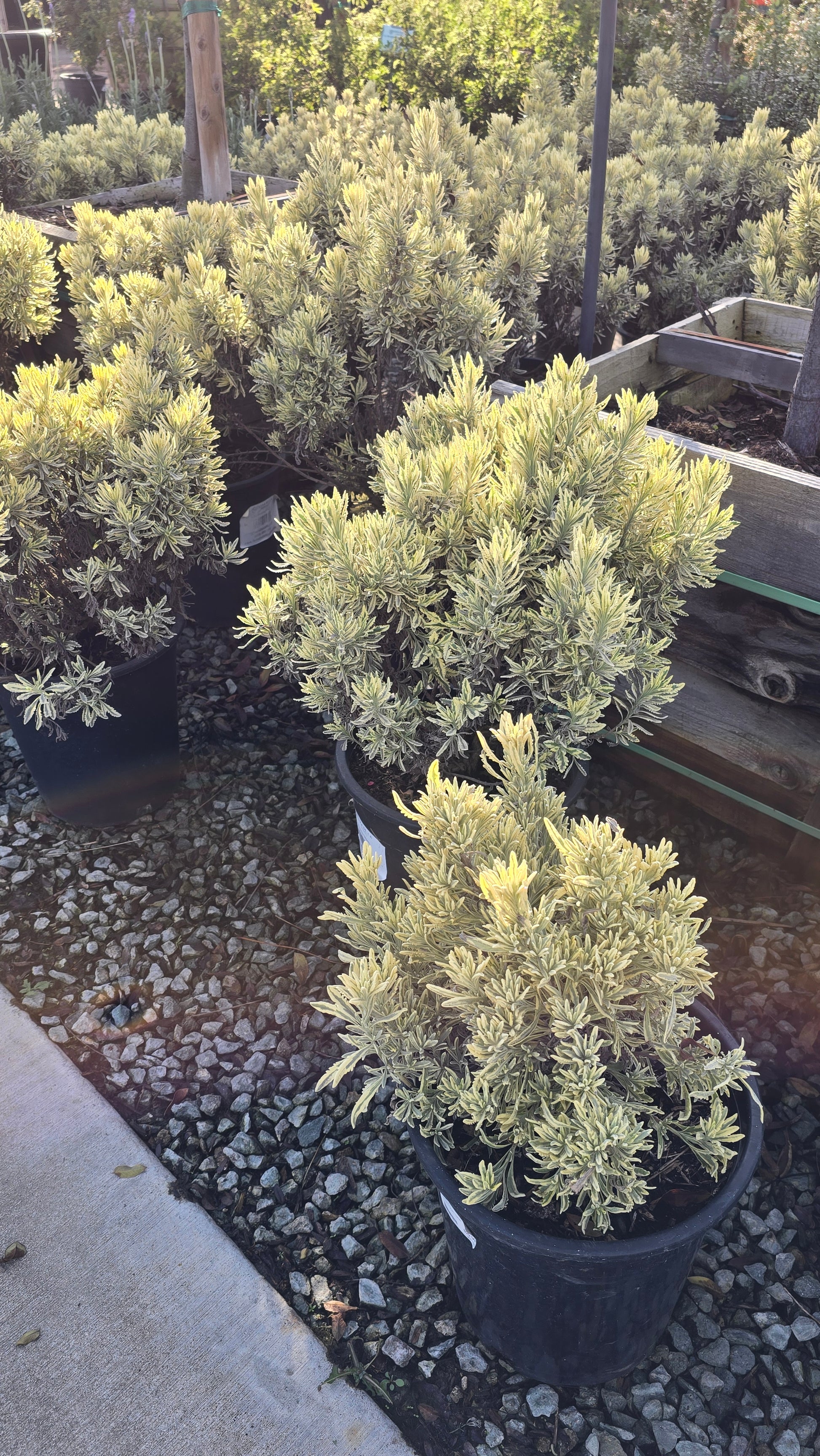 Lavandula 'Meerlo' 5 gallon pot - Get similar - 🪴 Voelk Art & Plants Inc 🪴