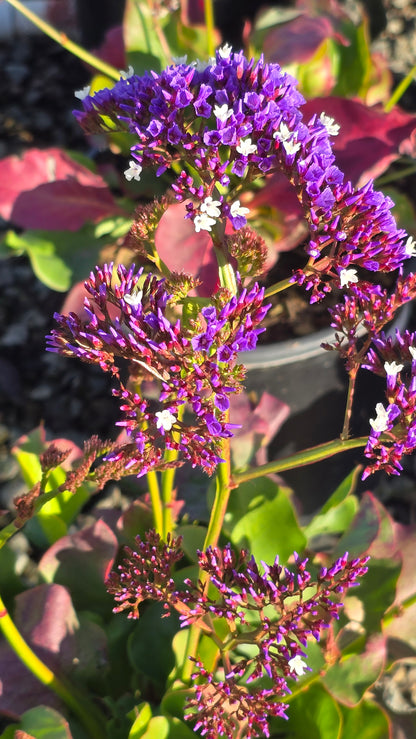 5 gallon lavender plant Limonium perezii Purple Flower on 5 gallon pot