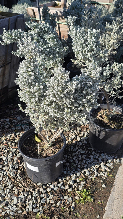 Maireana sedifolia 5 gallon pot - Get similar - 🪴 Voelk Art & Plants Inc 🪴