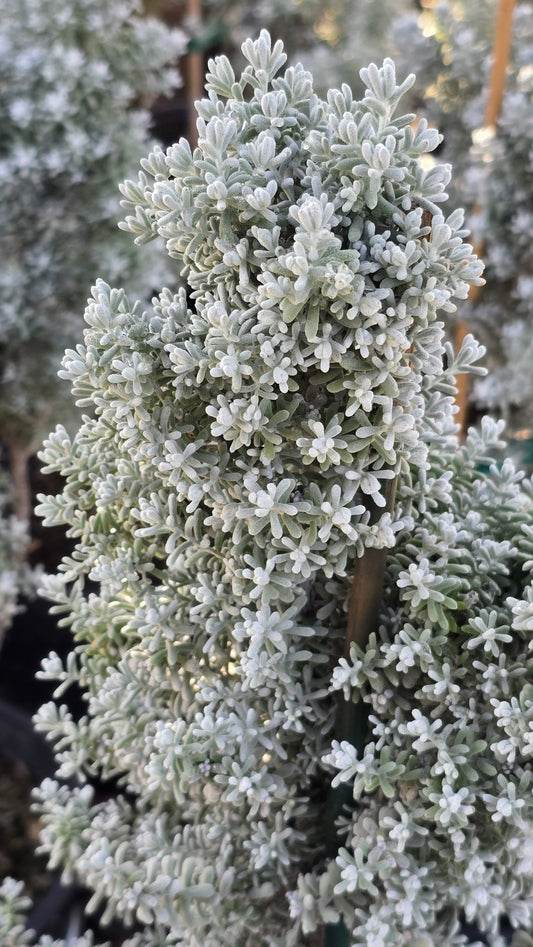 Maireana sedifolia 5 gallon pot - Get similar - 🪴 Voelk Art & Plants Inc 🪴