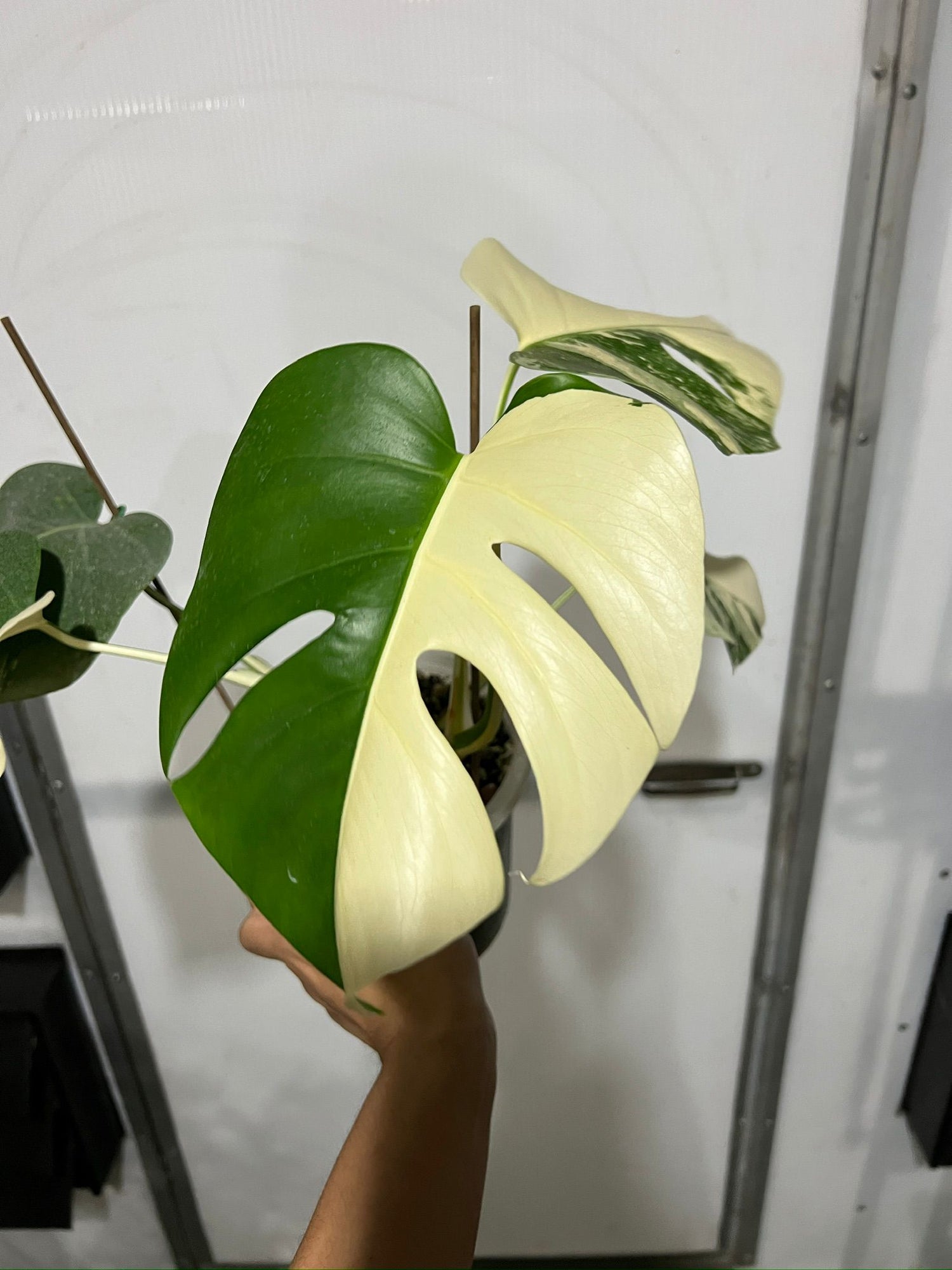 Monstera 'Albo halfmoon & Marble' Variegated Rare Plant-Exact Plant Jan 25, '25 - 🪴 Voelk Art & Plants Inc 🪴