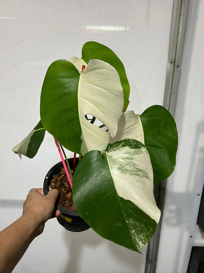 Monstera 'Albo Marble Haldmoon' Variegated Rare Plant-Exact Plant Jan 25, '25 - 🪴 Voelk Art & Plants Inc 🪴