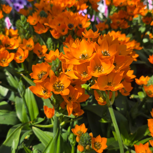 Ornithogalum dubium Orange in 5  inch pot - 🪴 Voelk Art & Plants Inc 🪴