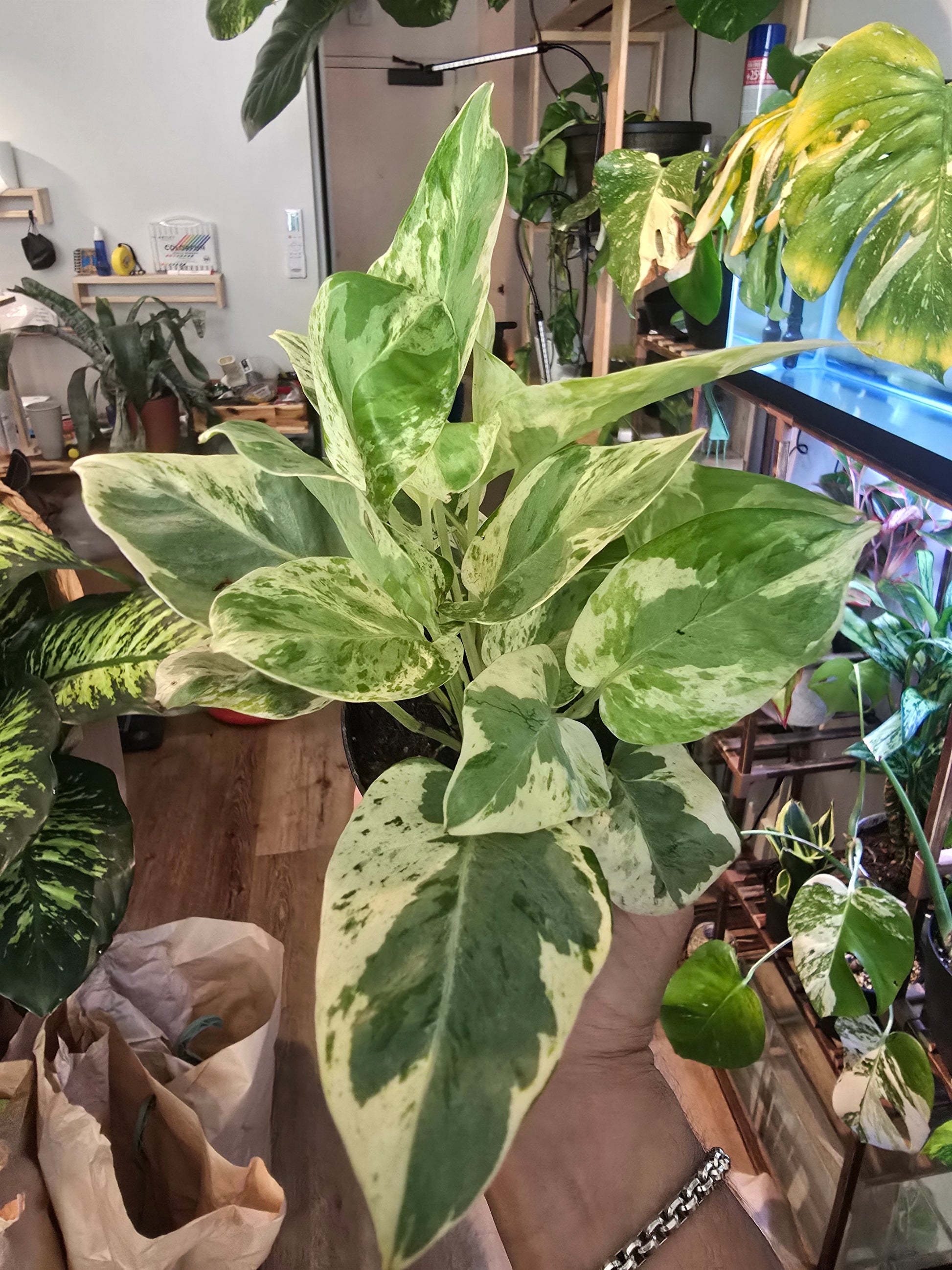 Peals & Jade Pothos rare high variegation in 4 inch pot elegant - 🪴 Voelk Art & Plants Inc 🪴