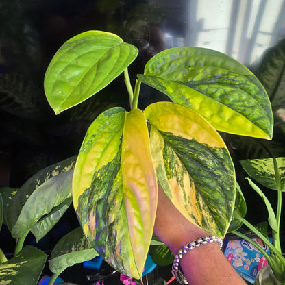 Peru Monstera Variegated in 4 inch pot,  exact plant Feb 20 - 🪴 Voelk Art & Plants Inc 🪴