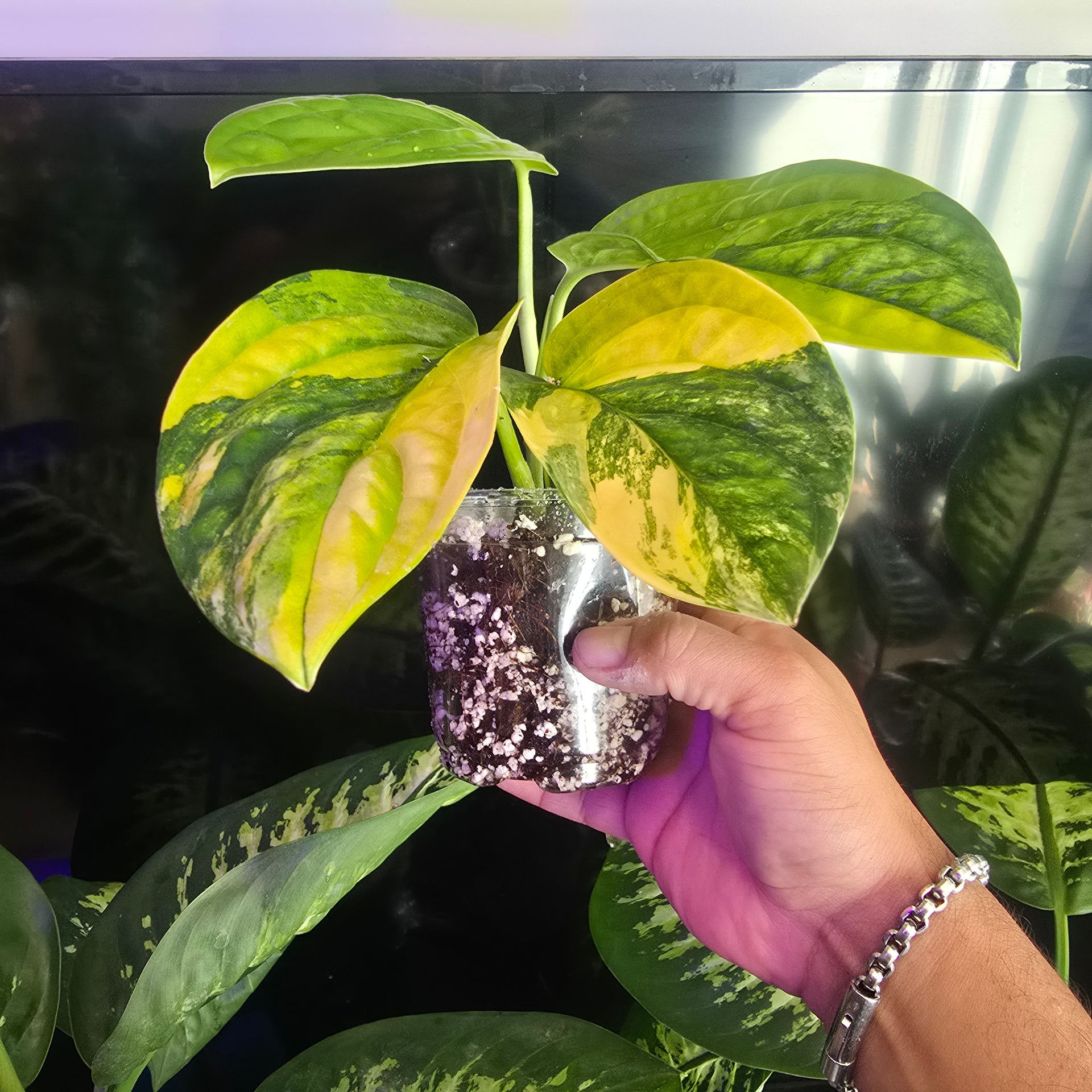 4 inch monstera Peru Monstera Variegated in 4 inch pot, exact plant Feb 20