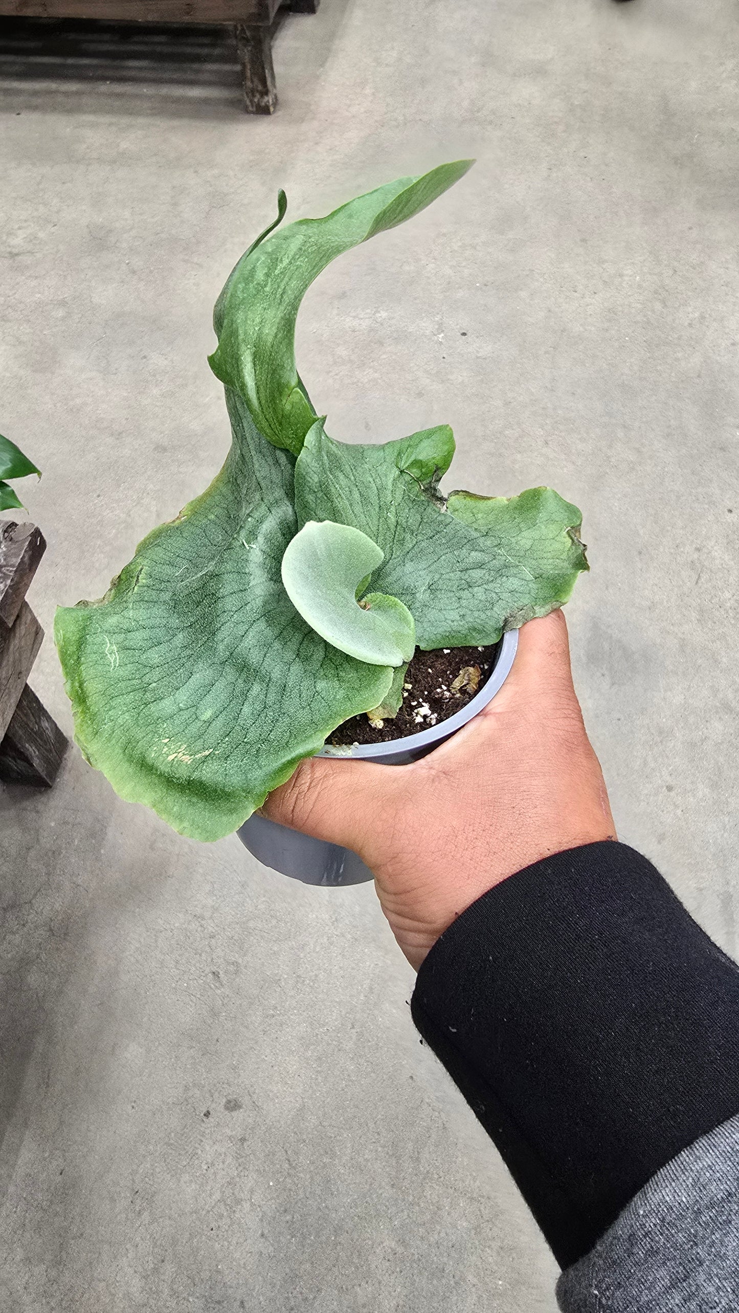 Platycerium Wandae-Staghorn Fern - Exotic Houseplant - Get similar - 🪴 Voelk Art & Plants Inc 🪴