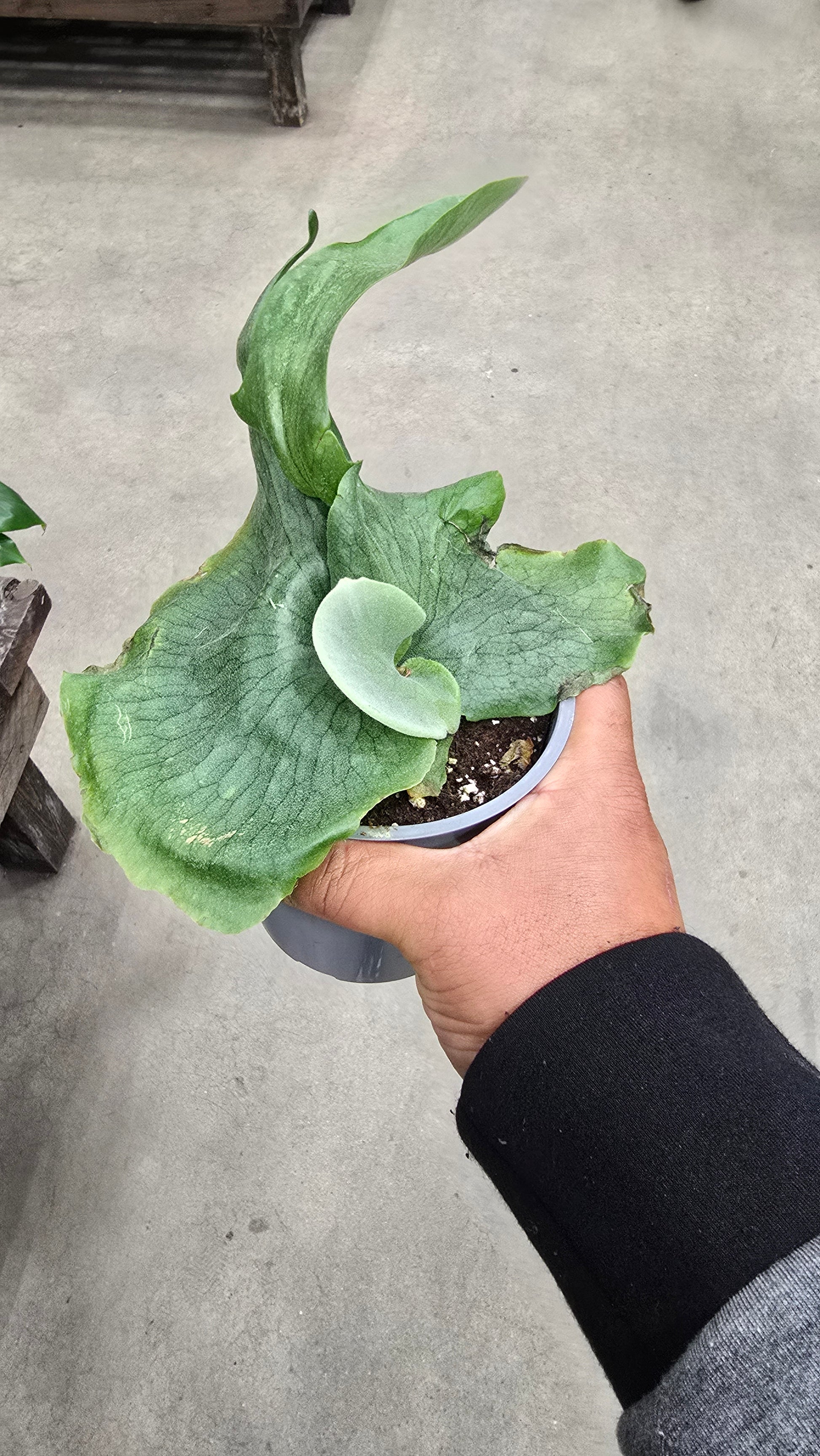Platycerium Wandae-Staghorn Fern - Exotic Houseplant - Get similar - 🪴 Voelk Art & Plants Inc 🪴